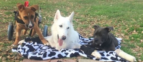 Disabled Dogs Learn To Walk From Each Other - thedodo.com