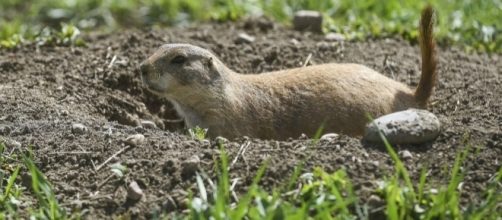 Intersection project threatens prairie dog colony - coloradoan.com
