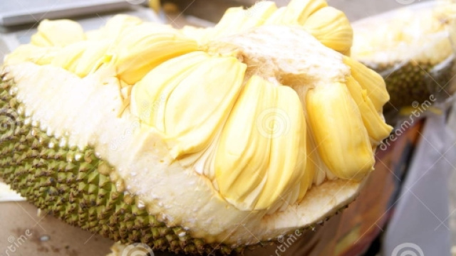 il frutto di giaca maturo ed i suoi semi