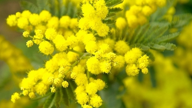 Mimosa, fiore simbolo dell'8 marzo