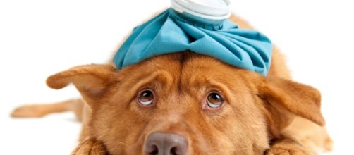 Saiba se o seu cachorro est&aacute; doente - Nutricol Alimentos - com.br