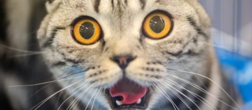 You're Not Crazy. Your Cat IS Talking To You. - thedodo.com