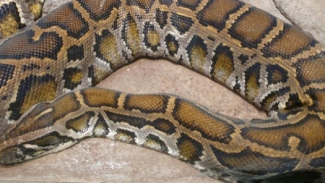 Indonesia: Pitone ingoia un ragazzo di 25 anni.