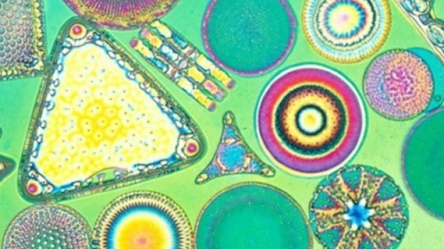 Il mondo osservato da un microscopio.