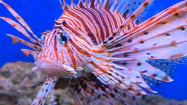Il pesce scorpione &egrave; arrivato nei mari siciliani. Visto a ... - meridionews.it