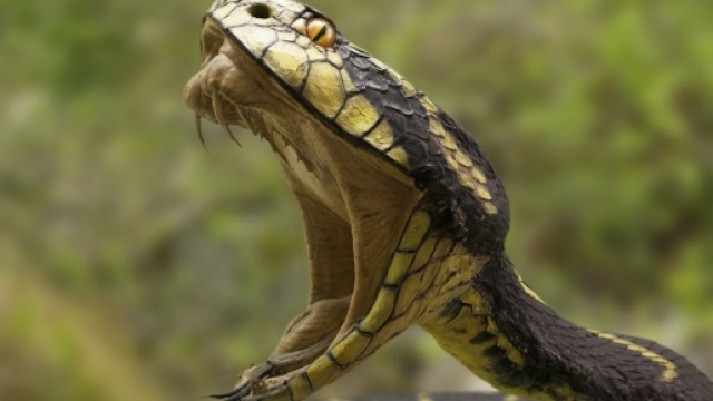 Ritrovamento macabro nel corpo di un pitone in Indonesia