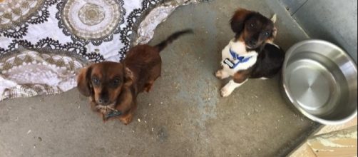 47 dachshunds rescued in Arkansas now need homes - wjhg.com
