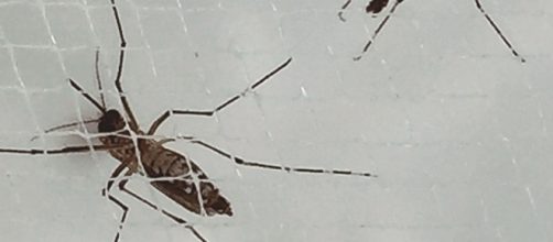 Aedes Aegypti mosquito, NIH Image Gallery, Creative Commons.