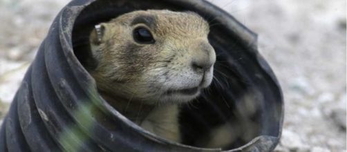 As endangered species court battle looms, Utah trapping prairie ... - ottawacitizen.com