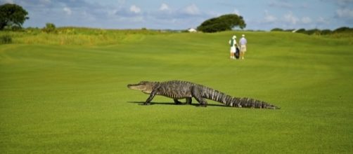 Photo via Pixabay by Skeeze / Public Domain