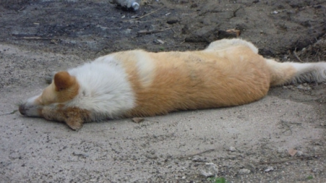 Foto-cane-avvelenato | lanotiziaweb.it - lanotiziaweb.it