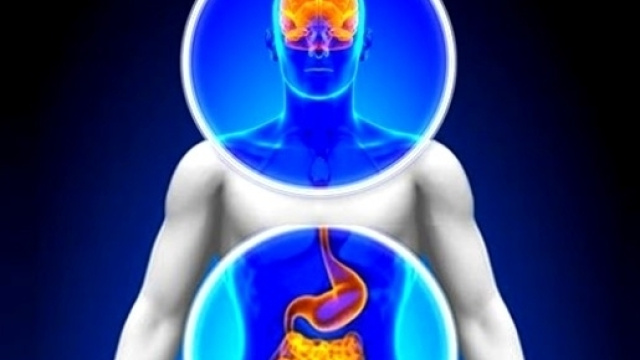 I probiotici hanno un'azione antidepressiva mediata dall'asse intestino-cervello.