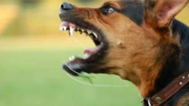 Torino, bimba cade sul cane e viene aggredita