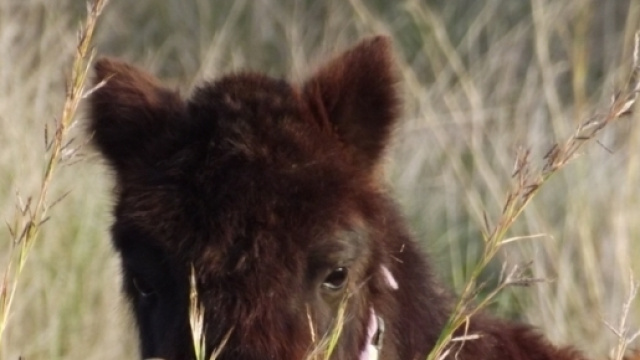 Vaccin antirabique: le plus t&ocirc;t est le mieux !