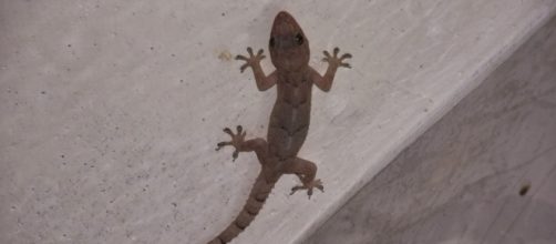 Justi&ccedil;a de SC diz que 'lagartixa tem o direito de circular nas paredes'; entenda