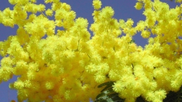 Auguri Festa della Donna frasi, immagini, video e feste