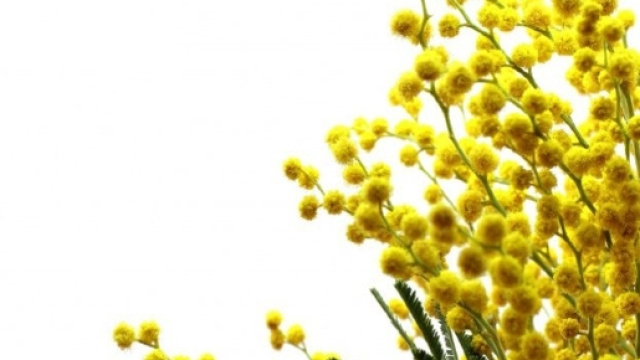 Festa della Donna: tutte le frasi pi&ugrave; belle e divertenti