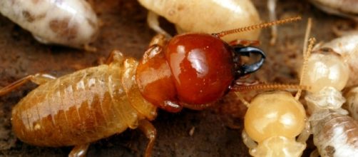 12 BREATHTAKING BENEFITS OF TERMITES - globalfoodbook.com