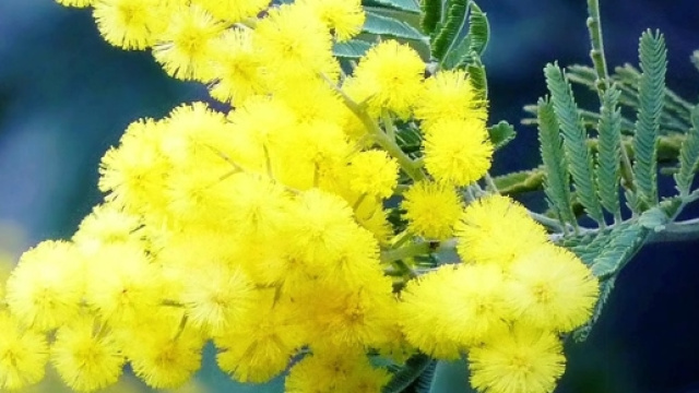 Festa della Donna 2016, frasi per messaggi di auguri ed eventi ... - correttainformazione.it