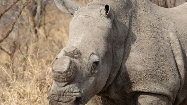 Il Sudafrica revoca il divieto alla vendita di corno di ... - lifegate.it