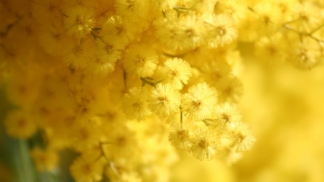 Mimosa: curiosit&agrave; sul simbolo della Festa della Donna, perch&egrave; si regala