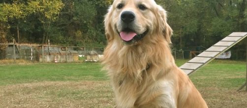 perro se acuerda de lo que has hecho - lavanguardia.com