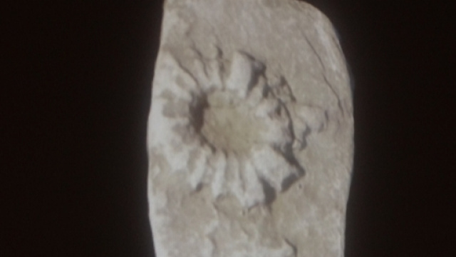 Icnofossile della specie lorenzinia, esposto al museo di storia naturale di piacenza, l'11 marzo