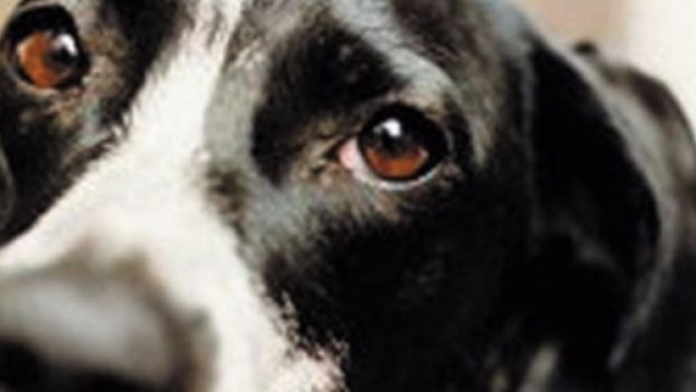 Incredibile storia di zooerastia nel padovano - foto libertas.sm