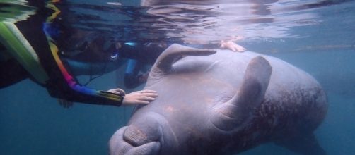 How to wwim with endangered wild manatees. Photo courtesy of Jack and Jill Travel - jackandjilltravel.com