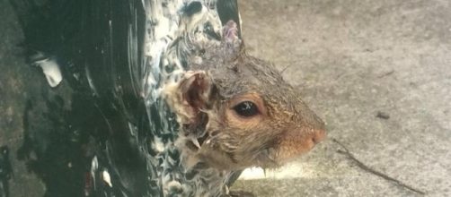 Squirrel remained stuck despite being oiled and buttered - The ... - bostonglobe.com