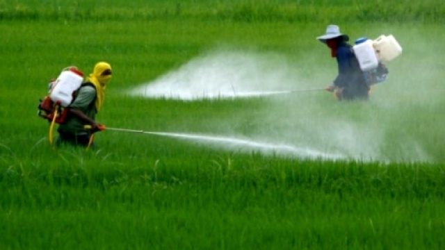 Aumentano i casi di autismo negli Stati Uniti legati all'uso di pesticidi