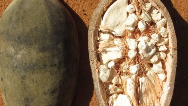 Frutto africano Baobab-meteoweb.eu