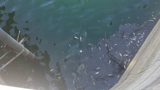 Moria di pesci nella diga del Pertusillo.