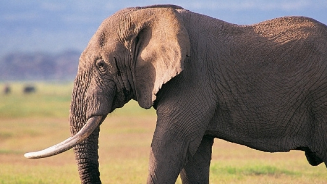 Sud Africa, elefante uccide operatrice: collega ferita