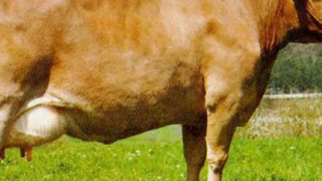 Una legge a favore della vacca sacra