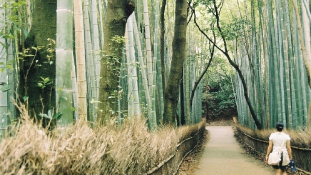 Benessere e Forest bathing, una passeggiata che combatte stress e depressione