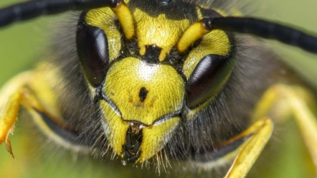 Insetti alieni, l'allarme del Siaaic