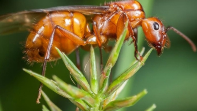 Italia invasa da insetti &laquo;alieni&raquo; che arrivano dall'Oriente: &egrave; il ... - diariodelweb.it