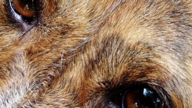 Un altro cane impiccato al un albero in Calabria