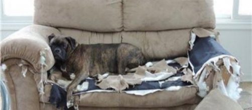 9 things your dog is trying to tell you, but you're probably not ... - newsner.com