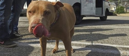 online sales mean more dog bites for mail carriers - therepublic.com