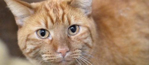 prohibe comer carne de gato y perro y otras 6 noticias de la ... - lavanguardia.com