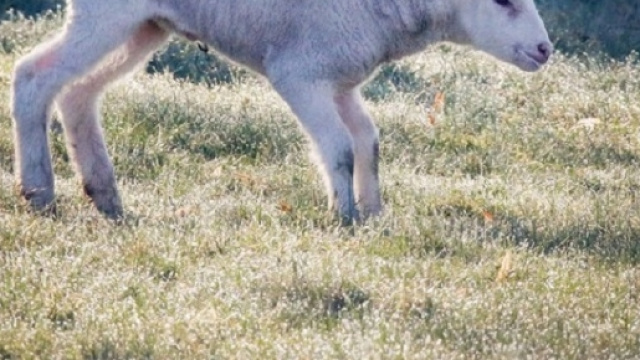 Un ristorante su 4 non servir&agrave; carne di agnello a Pasqua (foto -Ansa)