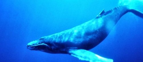 Jogo da Baleia Azul pode ser o causador da morte de jovem no MT.