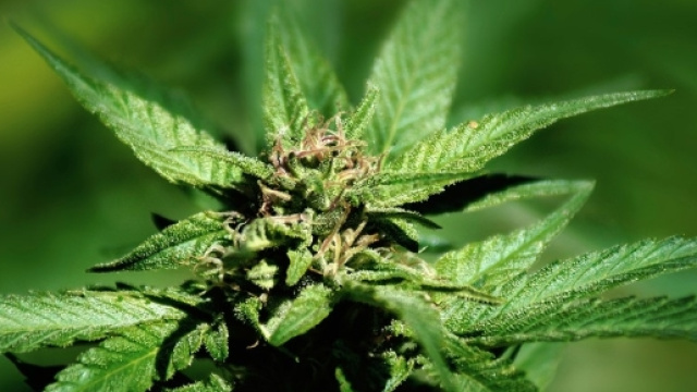 Cannabis 101: Educational Information & Resources | Leafly - leafly.com