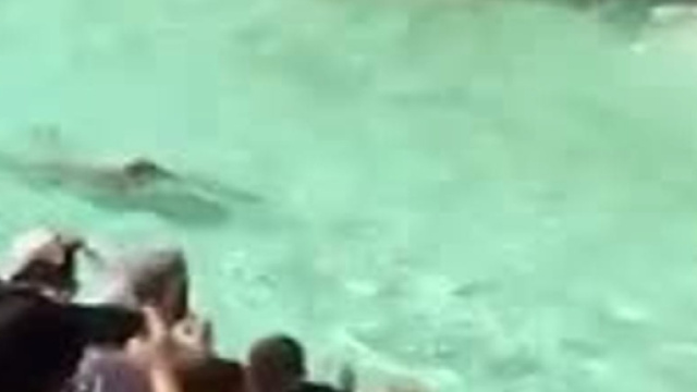 Roma, nudo nella Fontana di Trevi: italiano multato e denunciato