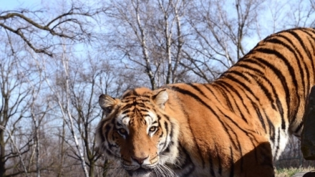 Uno degli animali del Safari Park.