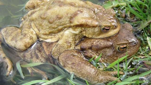 Coppia di rospi Bufo bufo sul Lago di Como
