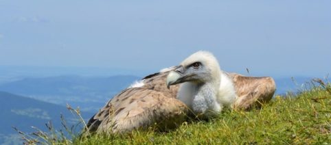 Vulture survival - a long hard fight to ban bird killer diclofenac