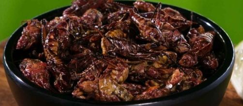 Mariners serve toasted grasshoppers at games - Photo: Blasting News Library - sportsnaut.com